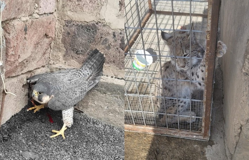 Հայտնաբերված «Սապսան» տեսակի բազեն տեղափոխվել է վերականգնողական կենտրոն, իսկ լուսանը բաց է թողնվել վայրի բնություն. ԲԸՏՄ