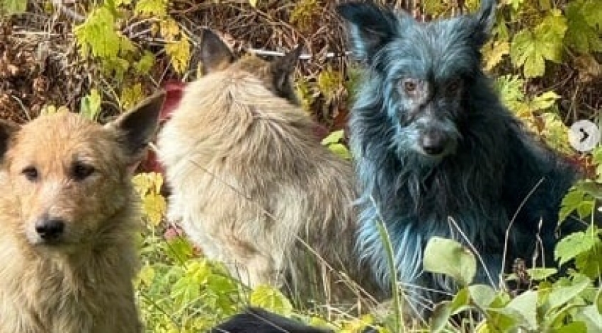 Չեռնոբիլի կապույտ շները. աղետի ժառանգները շարունակում են զարմացնել գիտնականներին