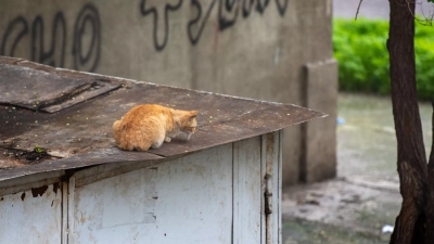 Ապօրինի ավտոտնակները կհաշվառվեն. ՀՀ կառավարությունը նոր նախագիծ է մշակել