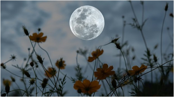 Ճապոնական հայտնի ռեստորանը որոշել է մասնաճյուղ բացել Լուսնի վրա