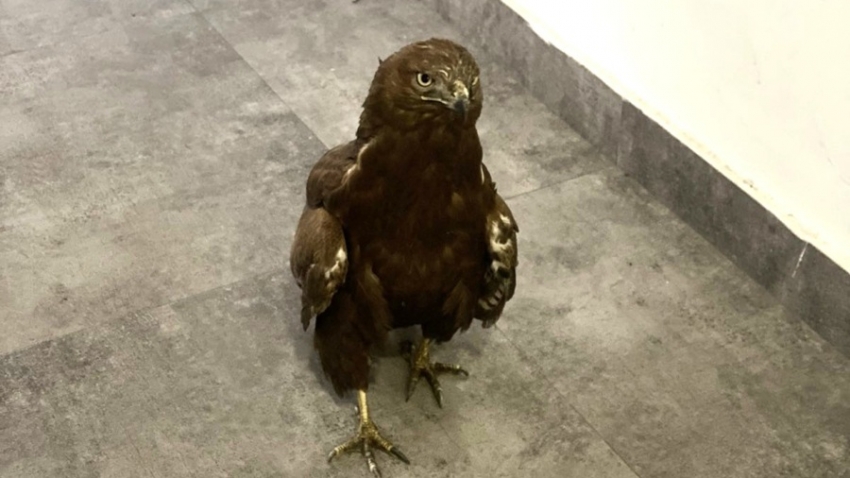 Կարմիր գրքում գրանցված արծիվը տեղափոխվել է Երևանի կենդանաբանական այգի