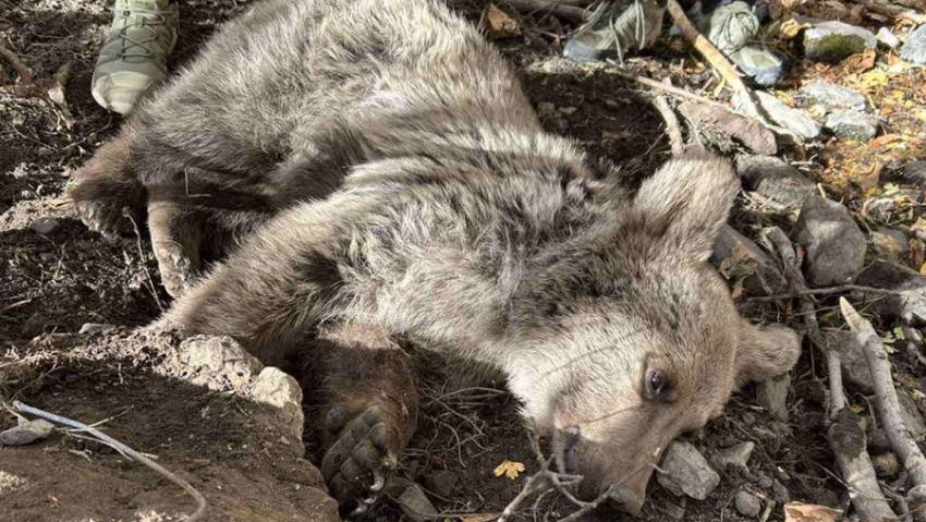 Թшկարդում արգելափակված արջի քոթոթը փրկվել և տեղափոխվել է փրկարար կենտրոն. ԲԸՏՄ