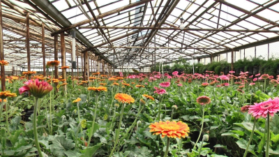 ՌԴ ծաղիկ արտահանելու արտոնագիր է տրվել ևս 11 կազմակերպության