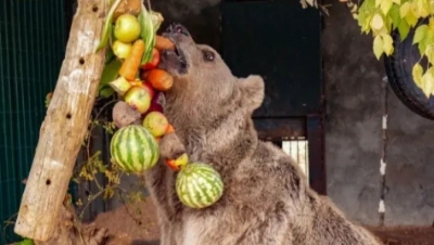 Գորշ արջը փրկվել է Հանքավանի հյուրանոցային համալիրներից մեկից