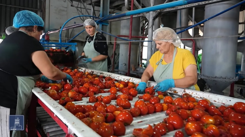 Պետաջակցության ծրագիր լոլիկ մթերողների համար (վիդեո)