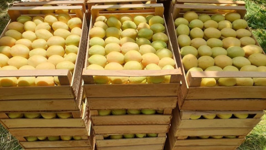 Հունիսի 1-ից հուլիսի 24-ը ՌԴ տարածք է մտել 2240 ծիրանով բեռնված բեռնատար