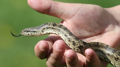 Իժը կծել է հարբած տղամարդու և մահացել նրա արյան մեջ եղած ալկոհոլից