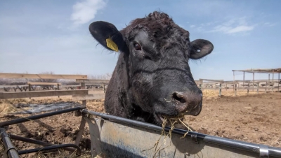 Ֆերմերն ահազանգում է` դաբաղը գլուխ է բարձրացրել. Լոռու փոխմարզպետի և ՍԱՏՄ–ի արձագանքը