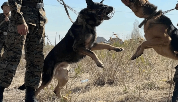 Իրանում հակաահաբեկչական զորավարժություններ կանցկացվեն