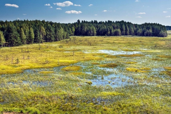 Մտադիր են վերականգնել ճահիճները որպես բնական պաշտպանիչ պատնեշ