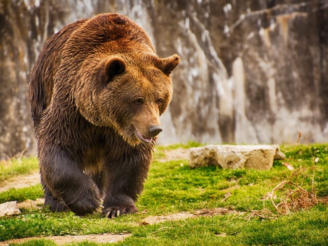 արջ