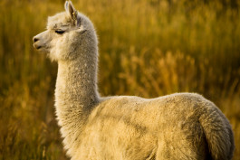 Alpaca