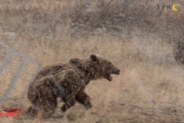 արջ