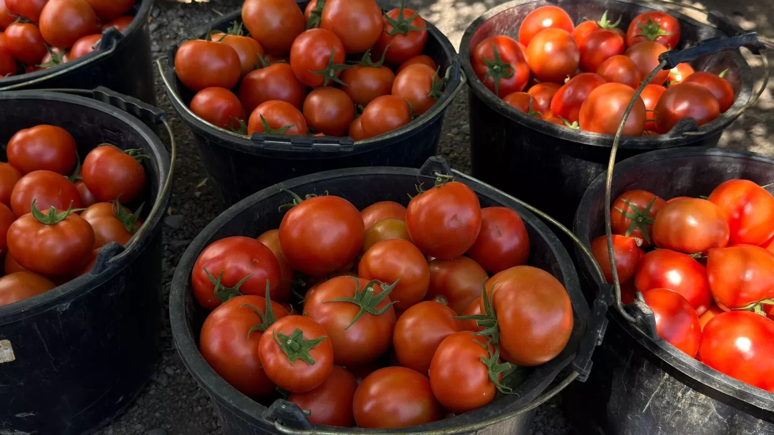 Հունիսի 1–25–ը Հայաստանից արտահանվել է 2 320 տոննա պտուղ–բանջարեղեն