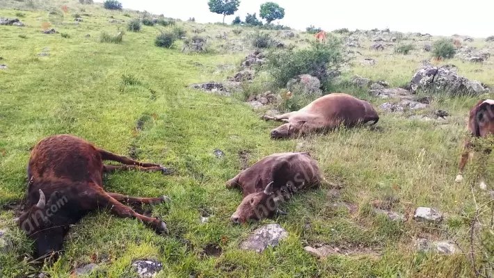 Առեղծվածային դեպք. հովիվը իր կովերին, ցուլիկներին և երինջին հայտնաբերել է սատկած