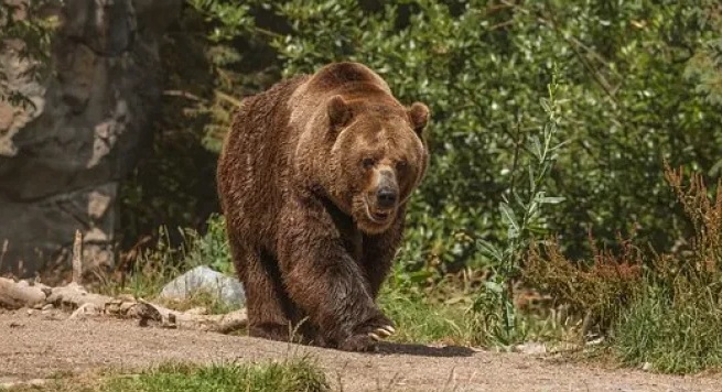 Արջը 30 մետր բարձրությունից ցած է գցել և սպանել կաթոլիկ սարկավագին