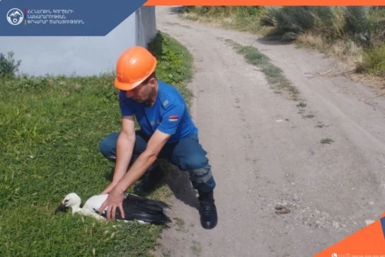 Վիրավոր արագիլի ձագը տեղափոխվել է կենդանիների պաշտպանության հիմնադրամ