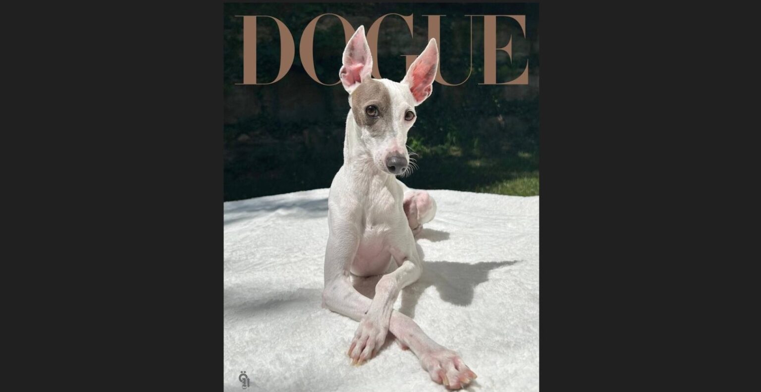 Vogue-ն ընտրել է 2026 թվականի ամենաոճային շանը